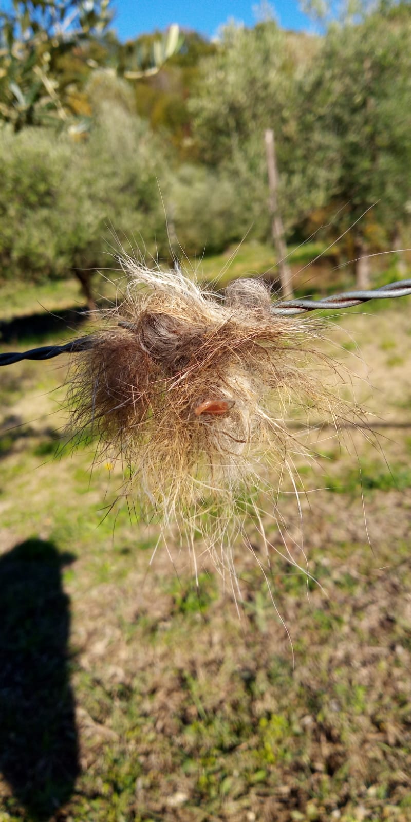 Questo pelo  di lupo? Trovato vicino la mia casa!